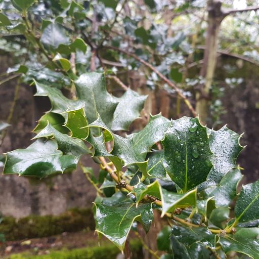 Chartreuse de Sélignac 2 – La solitude